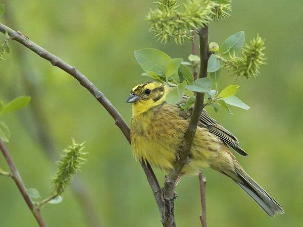 Keltasirkku, Yellowhammer, Emberiza citrinella